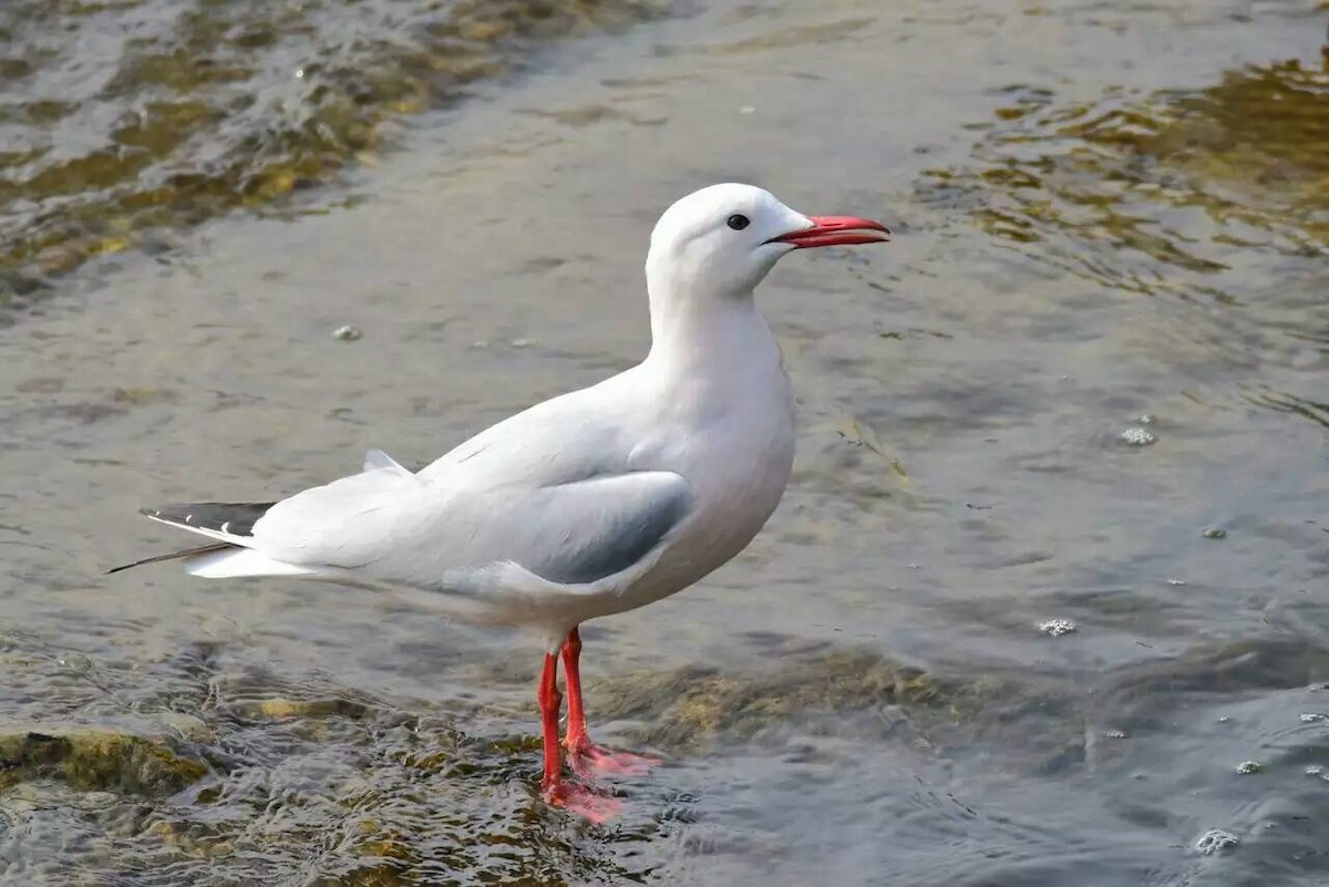 Slender-billed Gull - Mint Ren