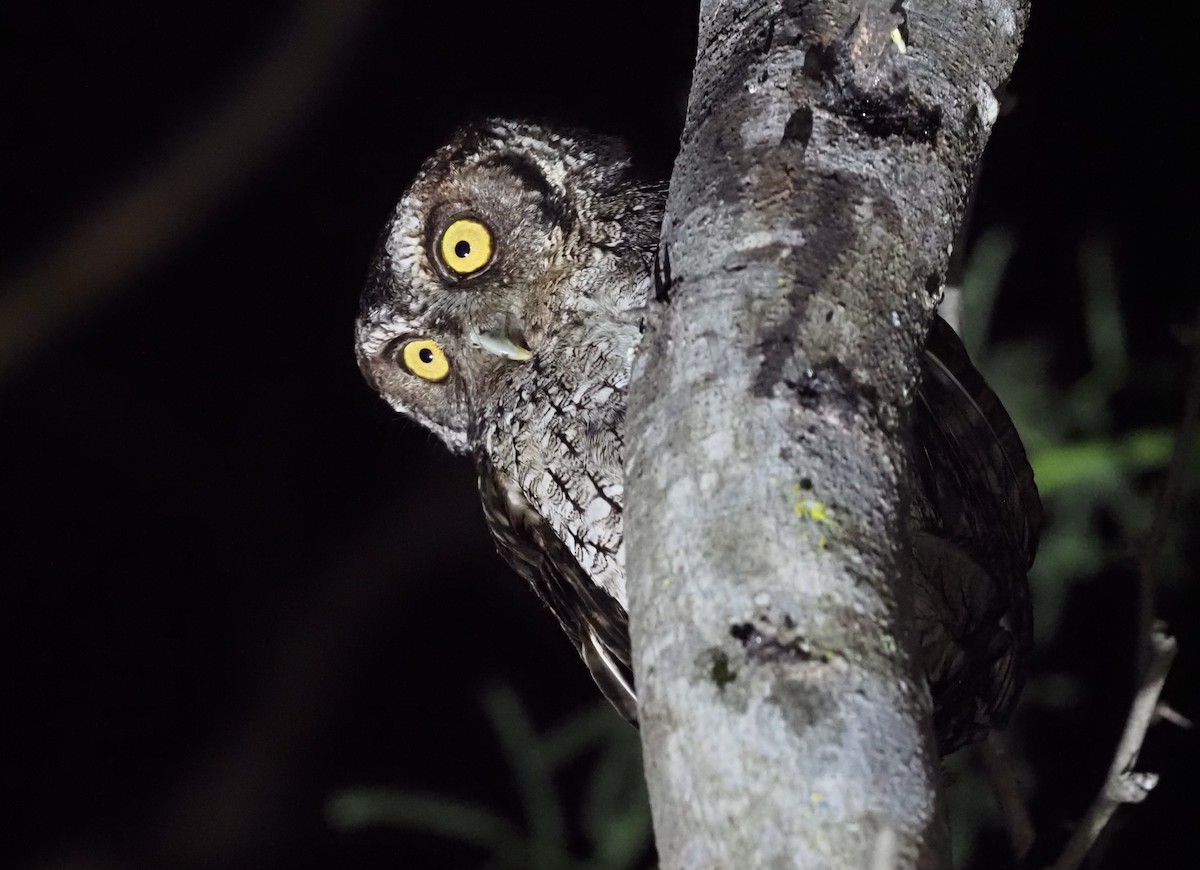 Peruvian Screech-Owl (pacificus) - ML418801311