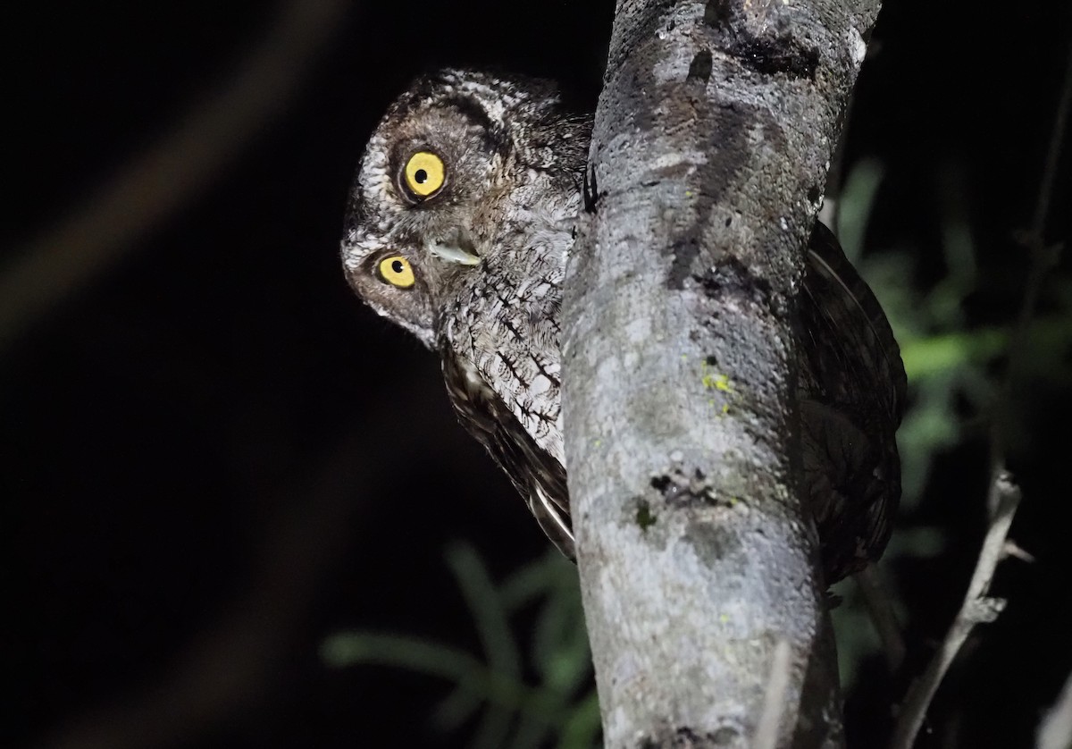 Peruvian Screech-Owl (pacificus) - ML418801441