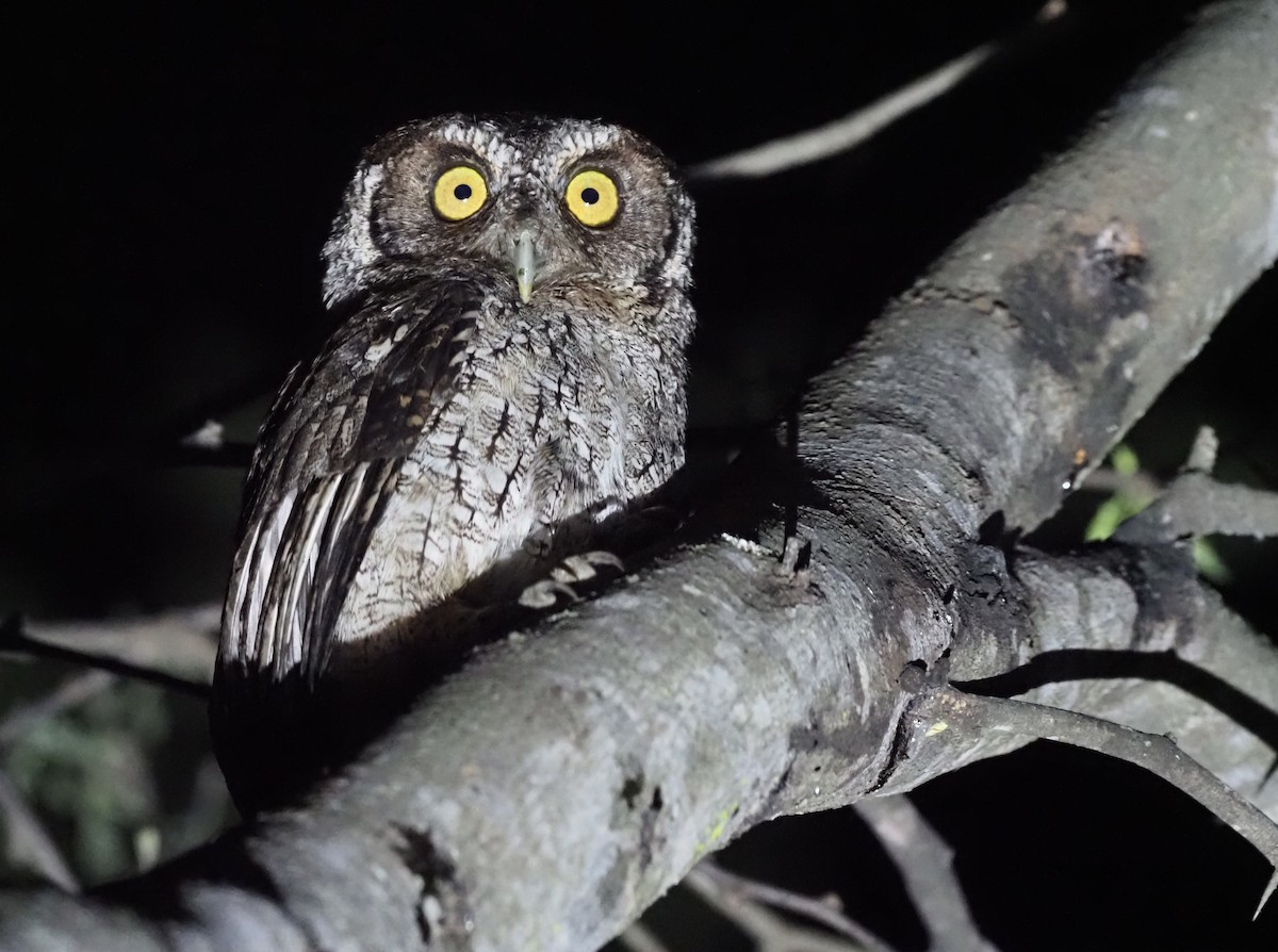 Peruvian Screech-Owl (pacificus) - ML418801721
