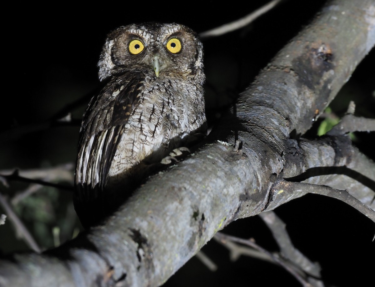 Peruvian Screech-Owl (pacificus) - ML418802131