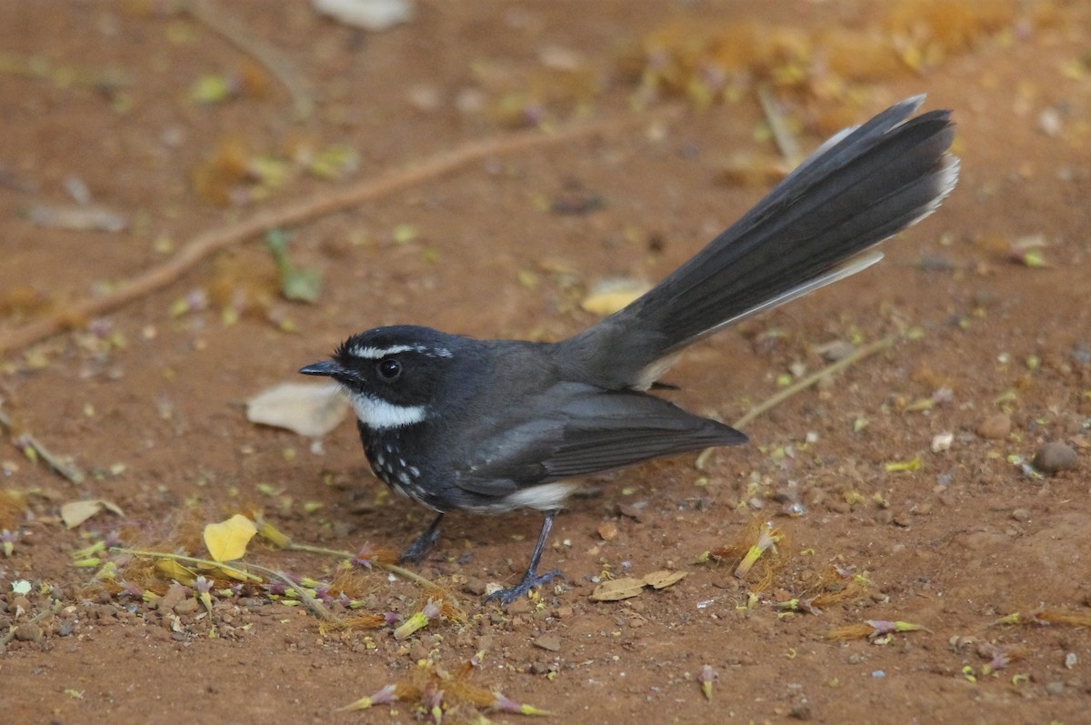 Spot-breasted Fantail - ML418802221