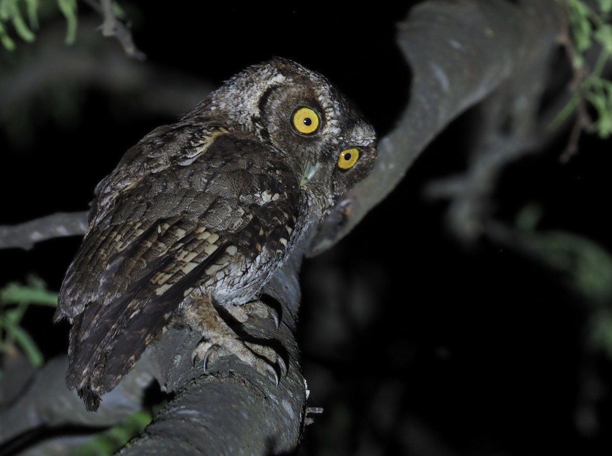 Peruvian Screech-Owl (pacificus) - ML418802541