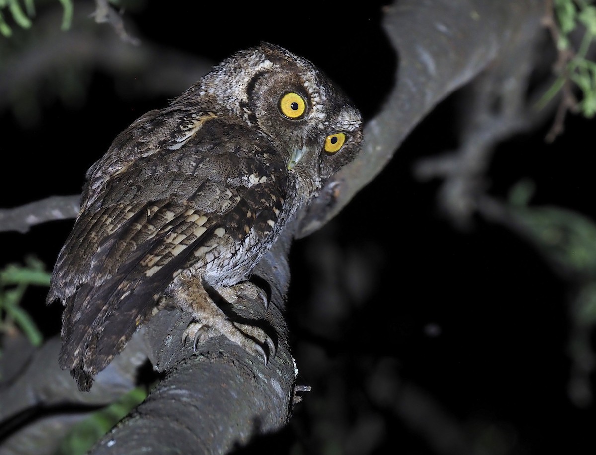 Peruvian Screech-Owl (pacificus) - ML418802861