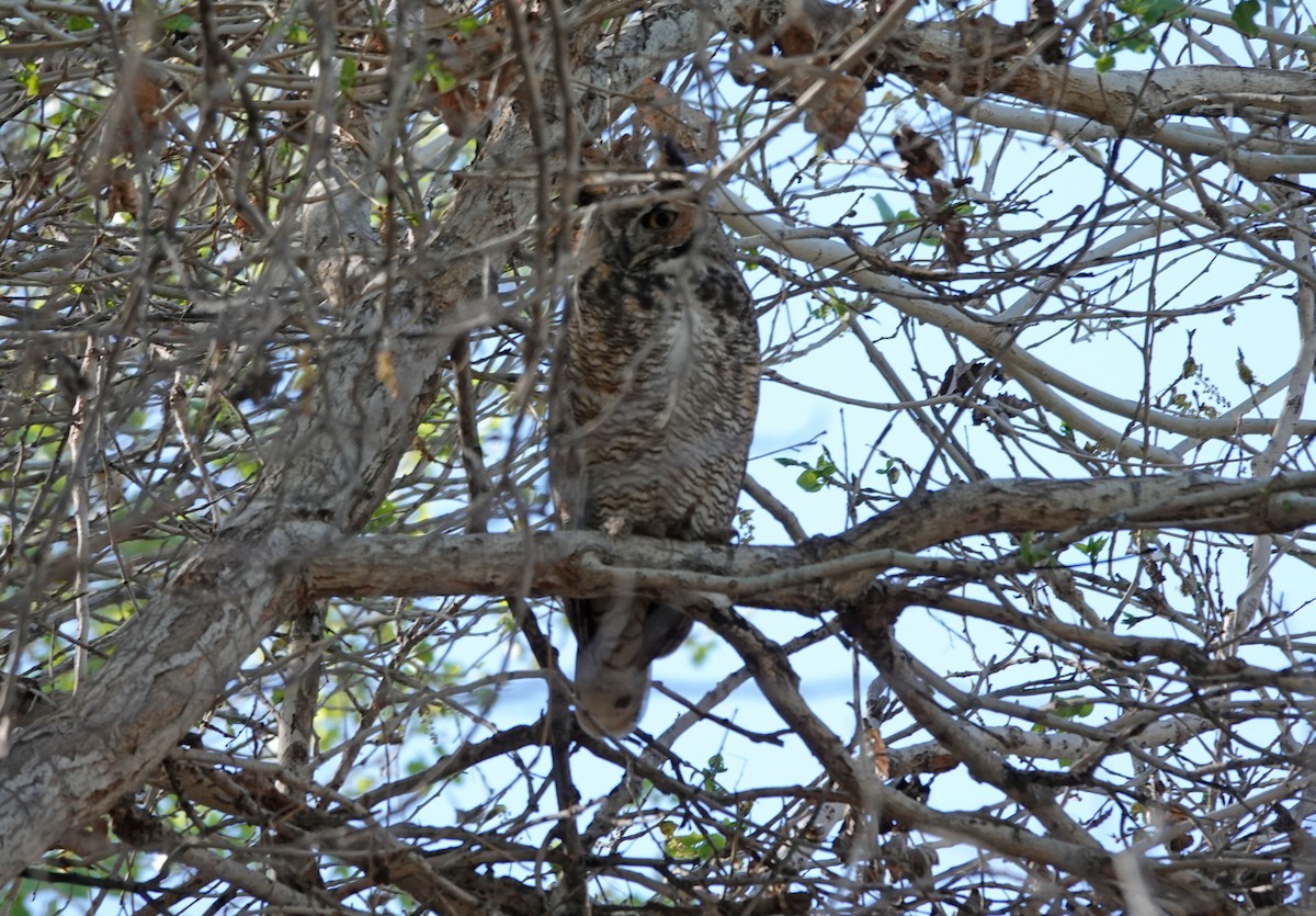 Great Horned Owl - ML418803211