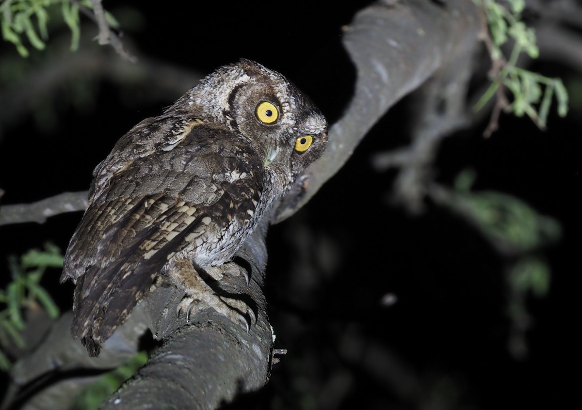 Peruvian Screech-Owl (pacificus) - ML418805271