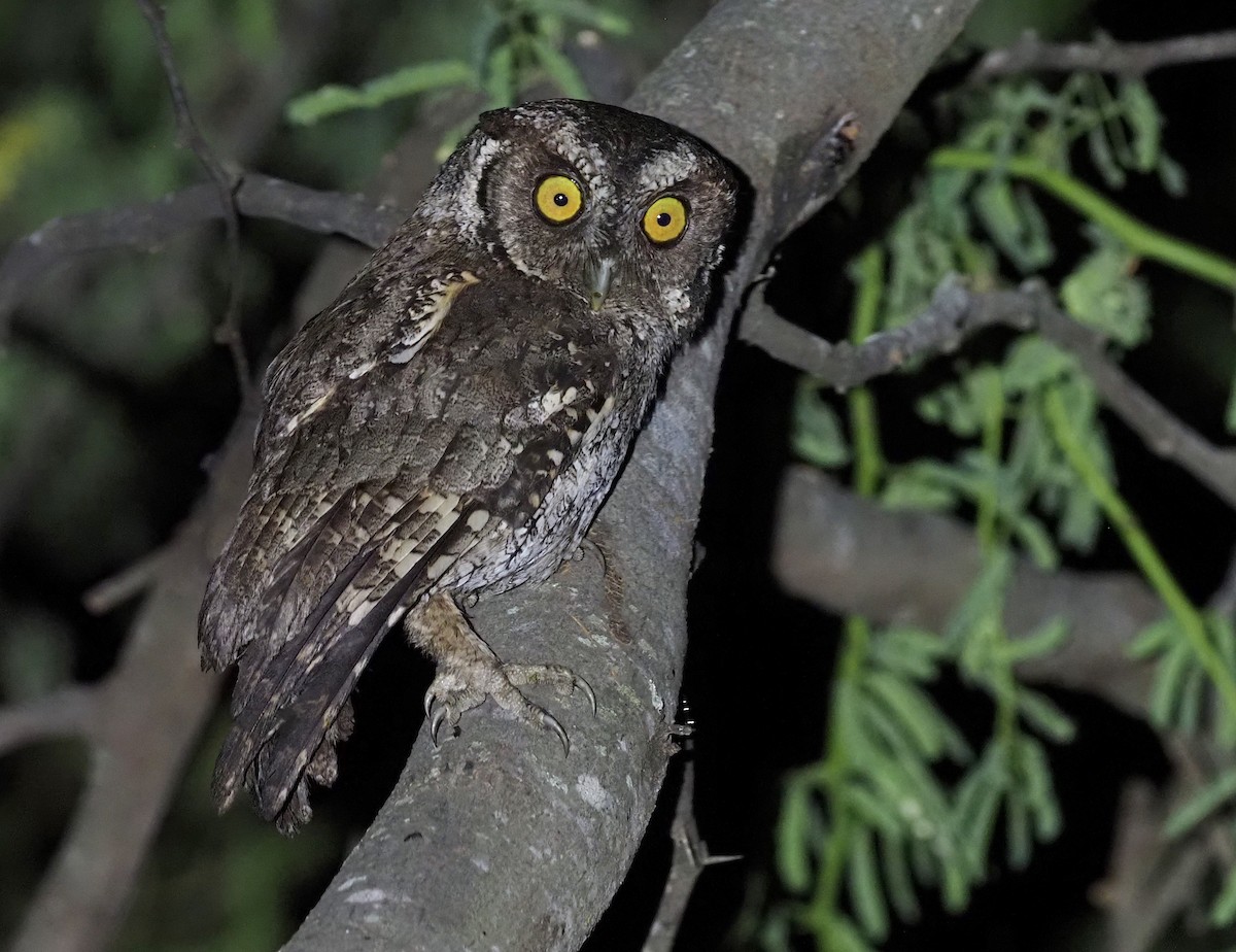 Peruvian Screech-Owl (pacificus) - Stephan Lorenz