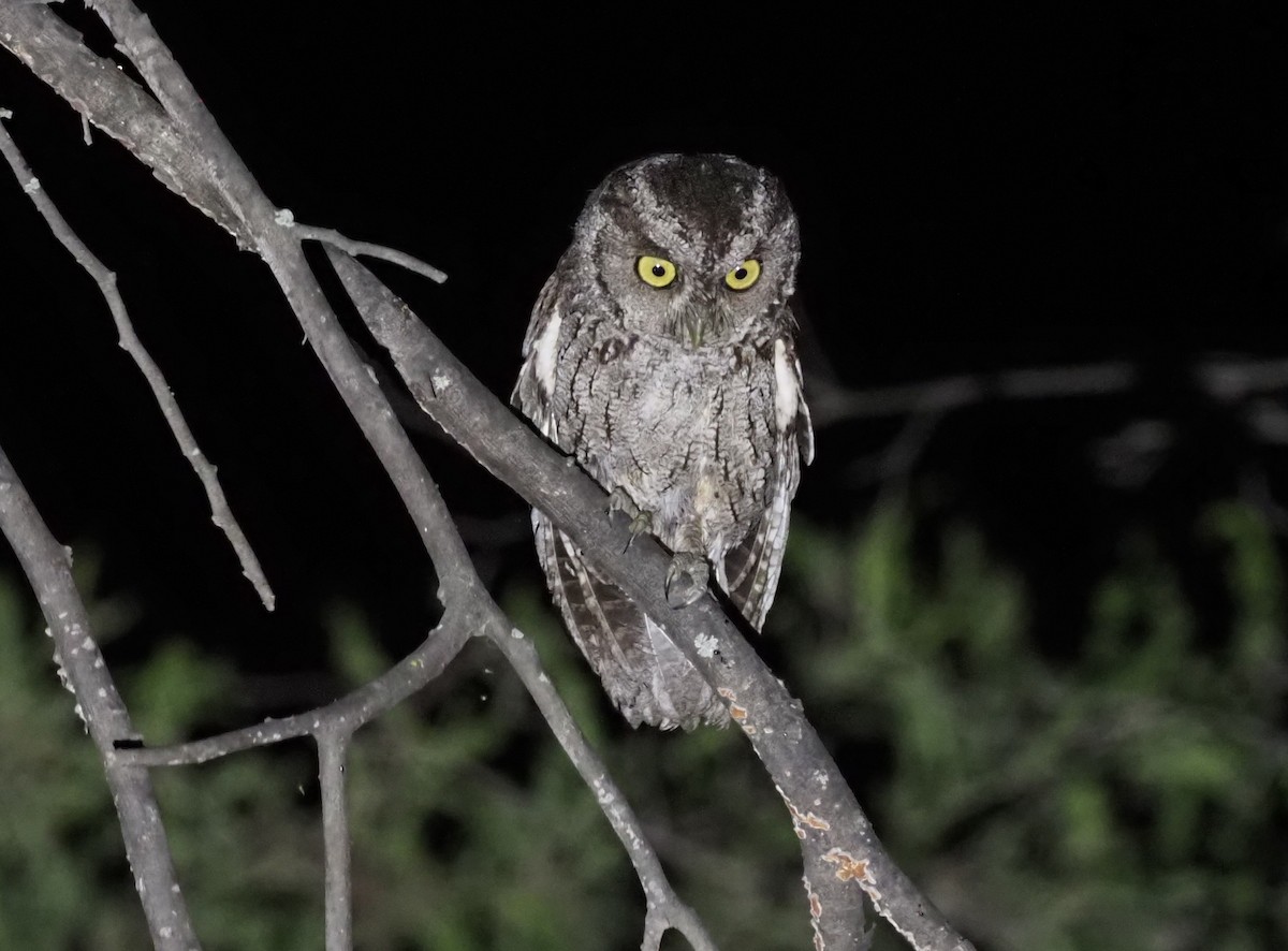 Peruvian Screech-Owl (pacificus) - ML418806331