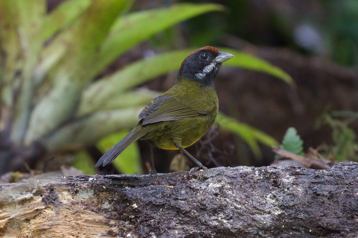 Sooty-faced Finch - ML418806541