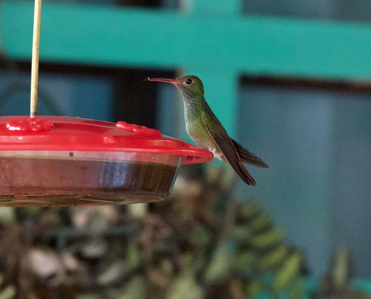Scaly-breasted Hummingbird (Cuvier's) - ML418809681
