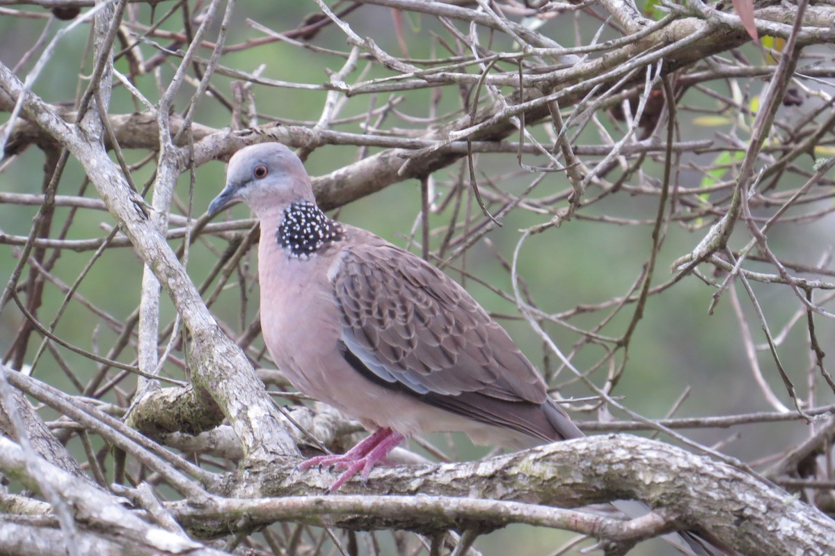 Spotted Dove - ML41881291
