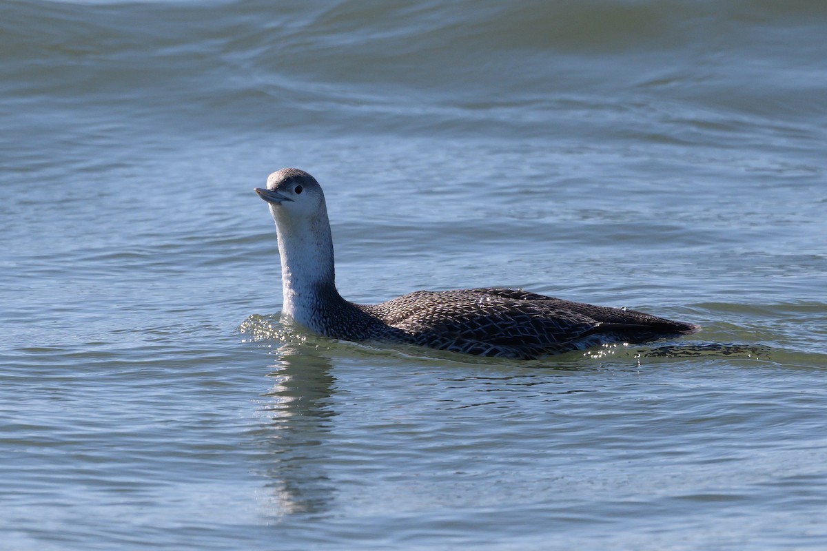 Red-throated Loon - ML418813551