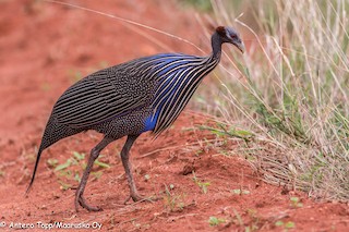  - Vulturine Guineafowl