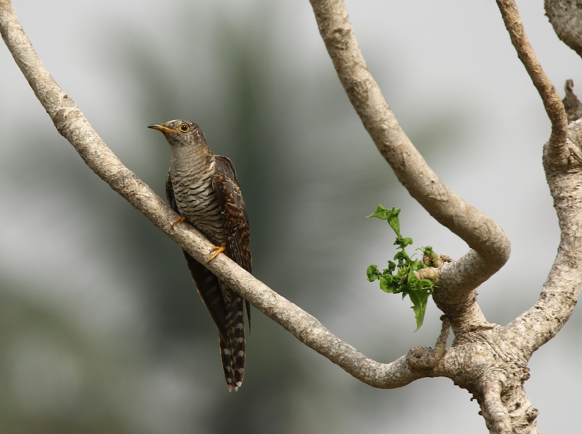 Common Cuckoo - ML41881981