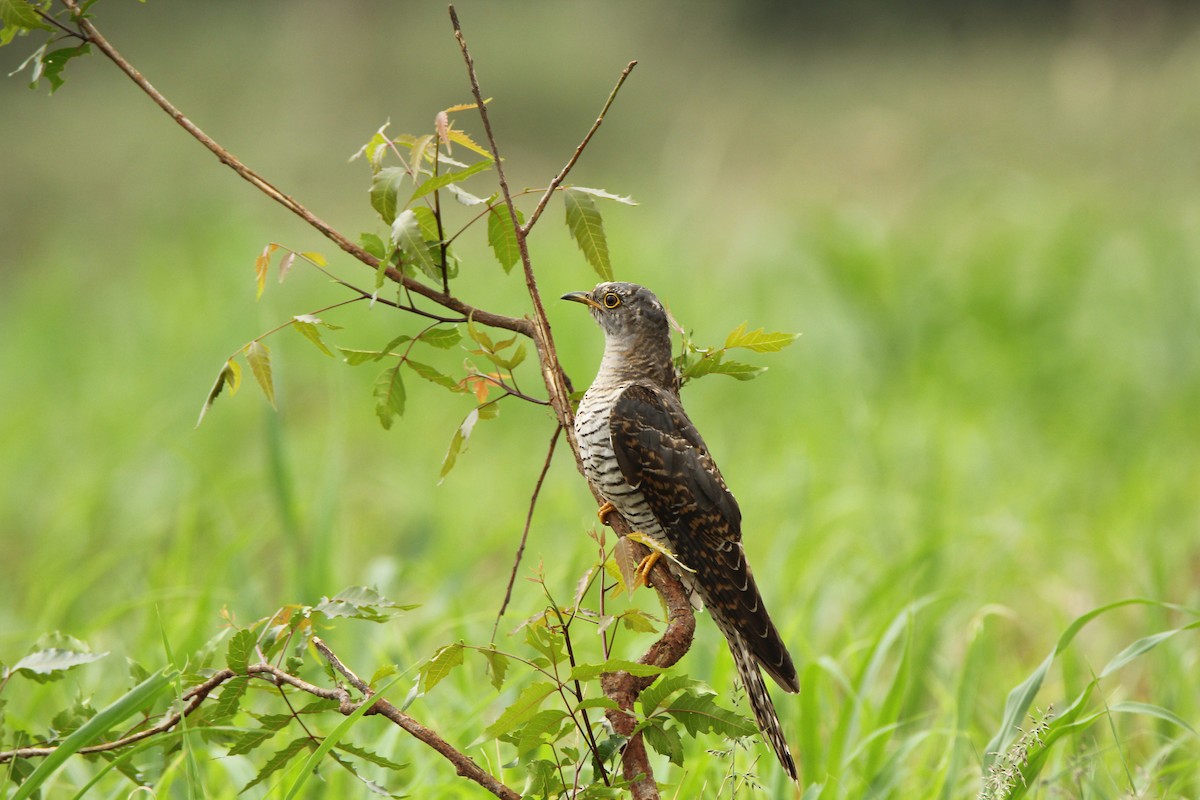 Common Cuckoo - sahithya selvaraj