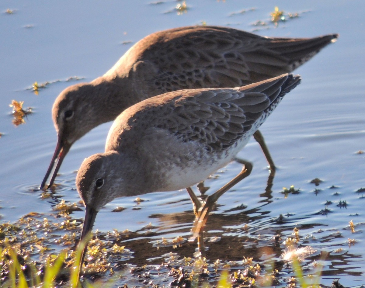 Long-billed Dowitcher - Christine Stoughton Root