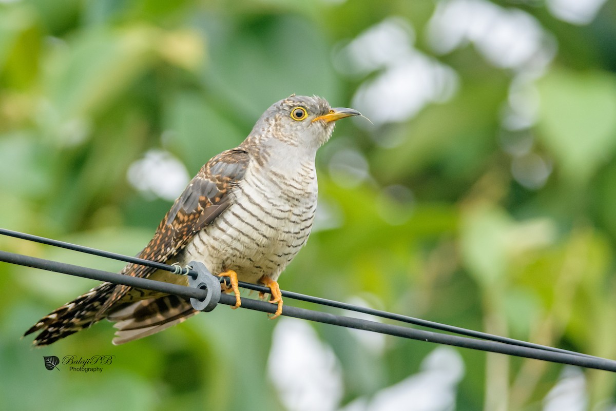 Common Cuckoo - Balaji P B