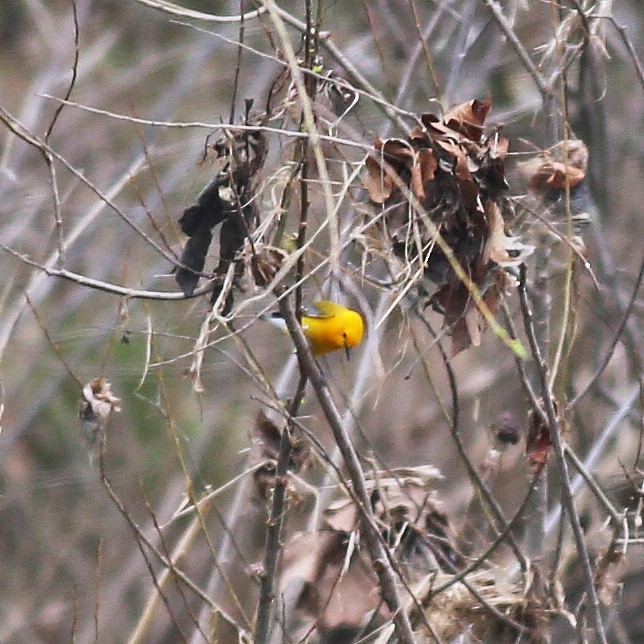 Prothonotary Warbler - William Keim