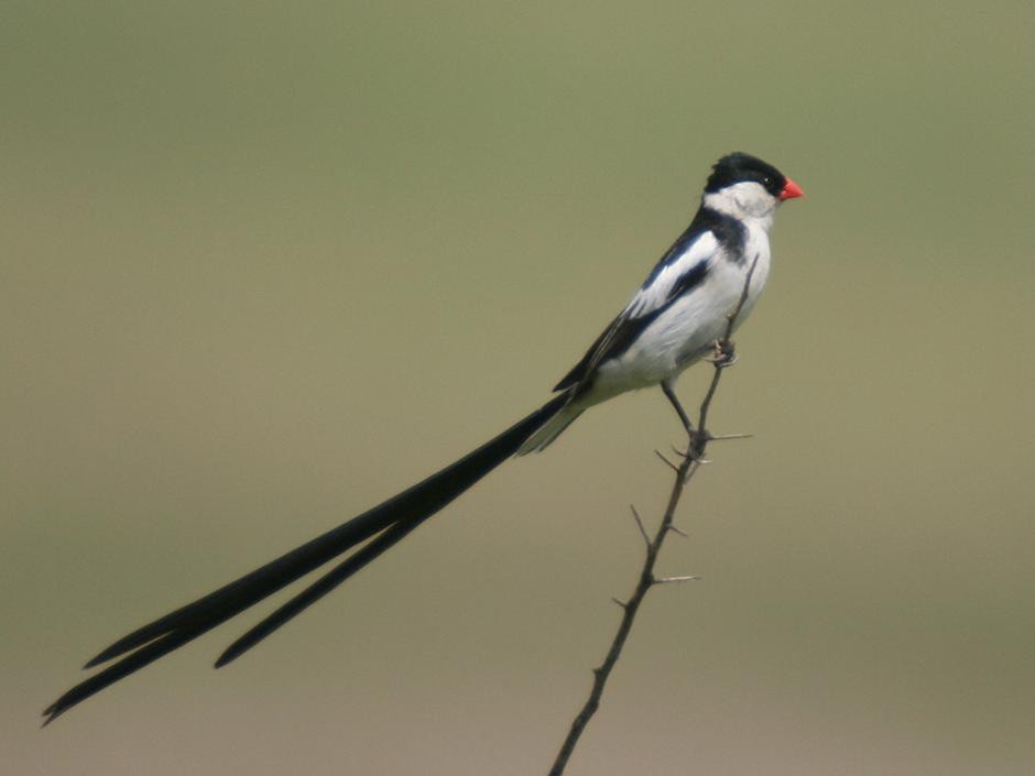 Pin-tailed Whydah - Mike Fahay