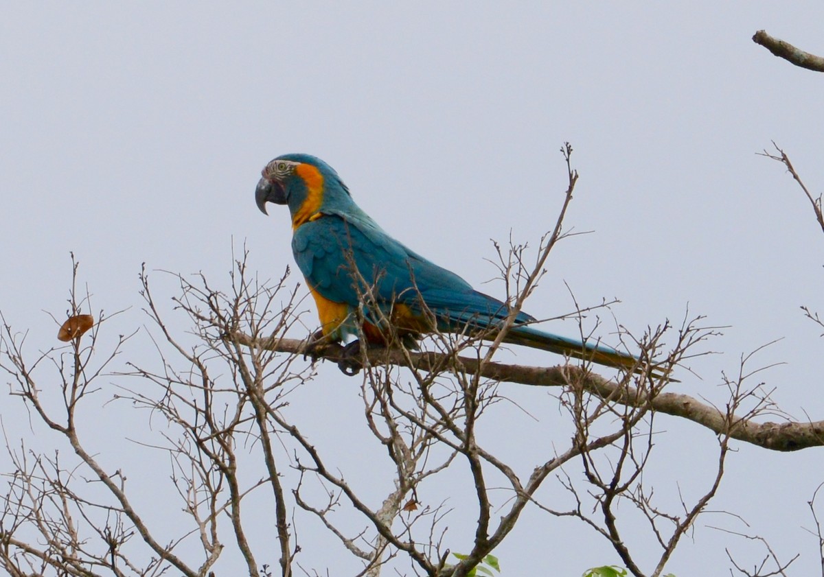 Blue-throated Macaw - ML41882611