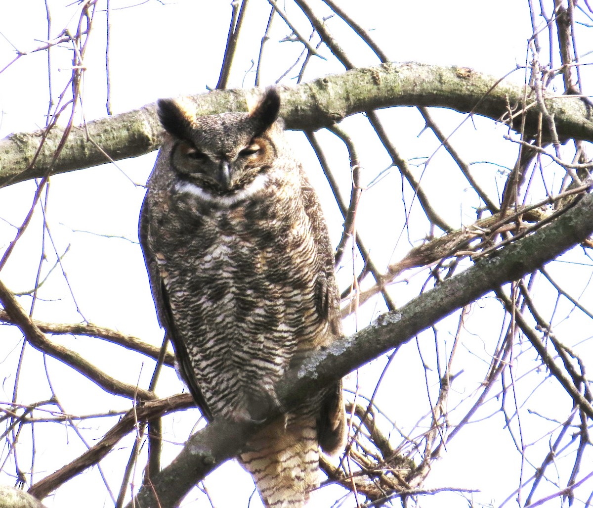 Great Horned Owl - ML418828331