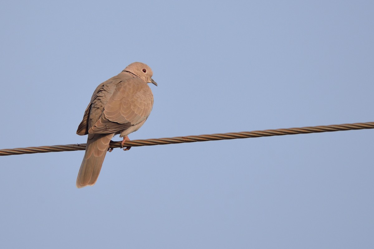 Eurasian Collared-Dove - Snehasis Sinha