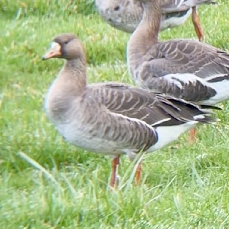 Greater White-fronted Goose - ML418837531