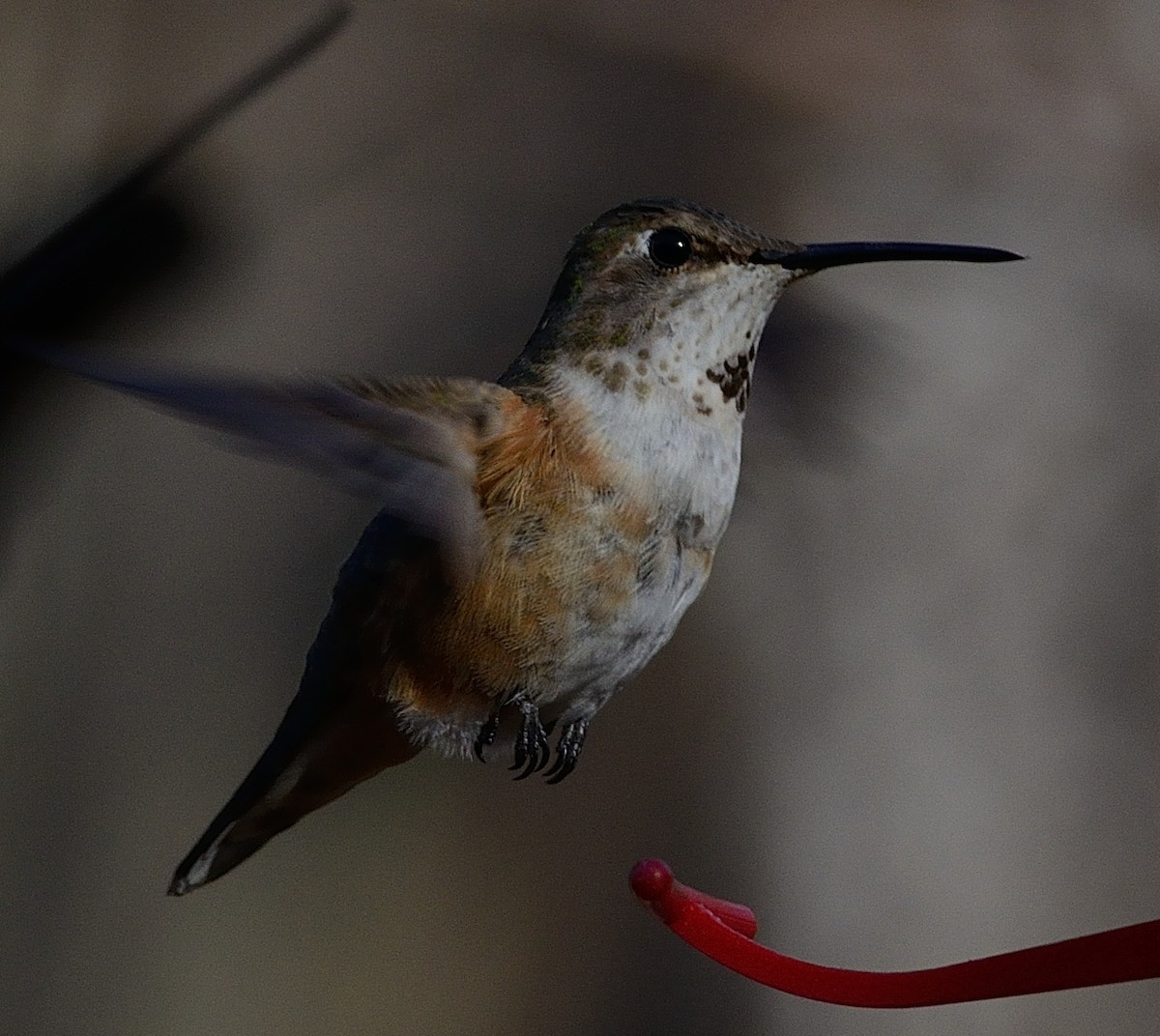 Rufous Hummingbird - Franklin Nejame