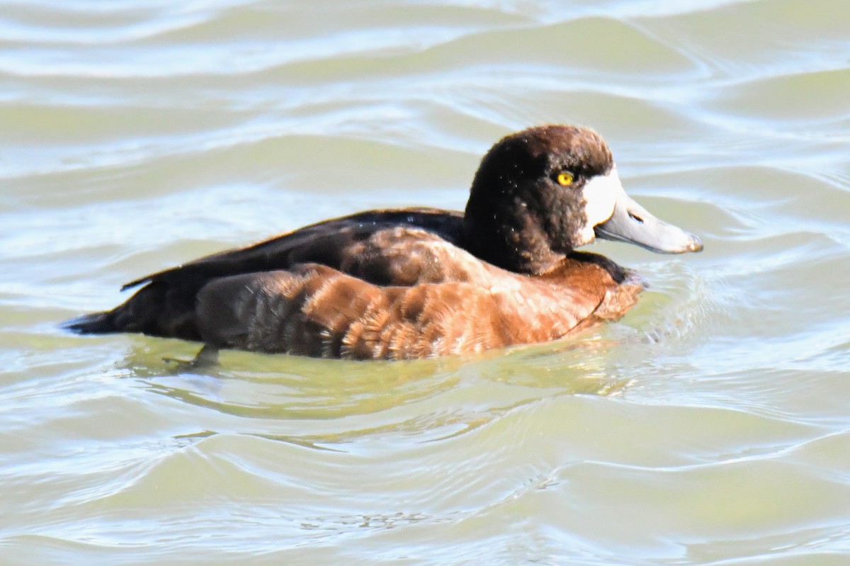 Greater Scaup - ML418843591