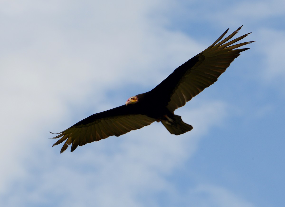 Lesser Yellow-headed Vulture - ML41884371