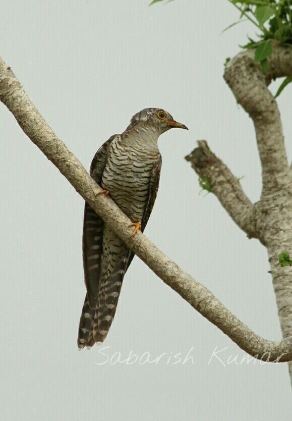 Common Cuckoo - ML41884621