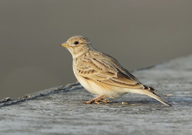 Pornografiya, pornografiya, onanizm