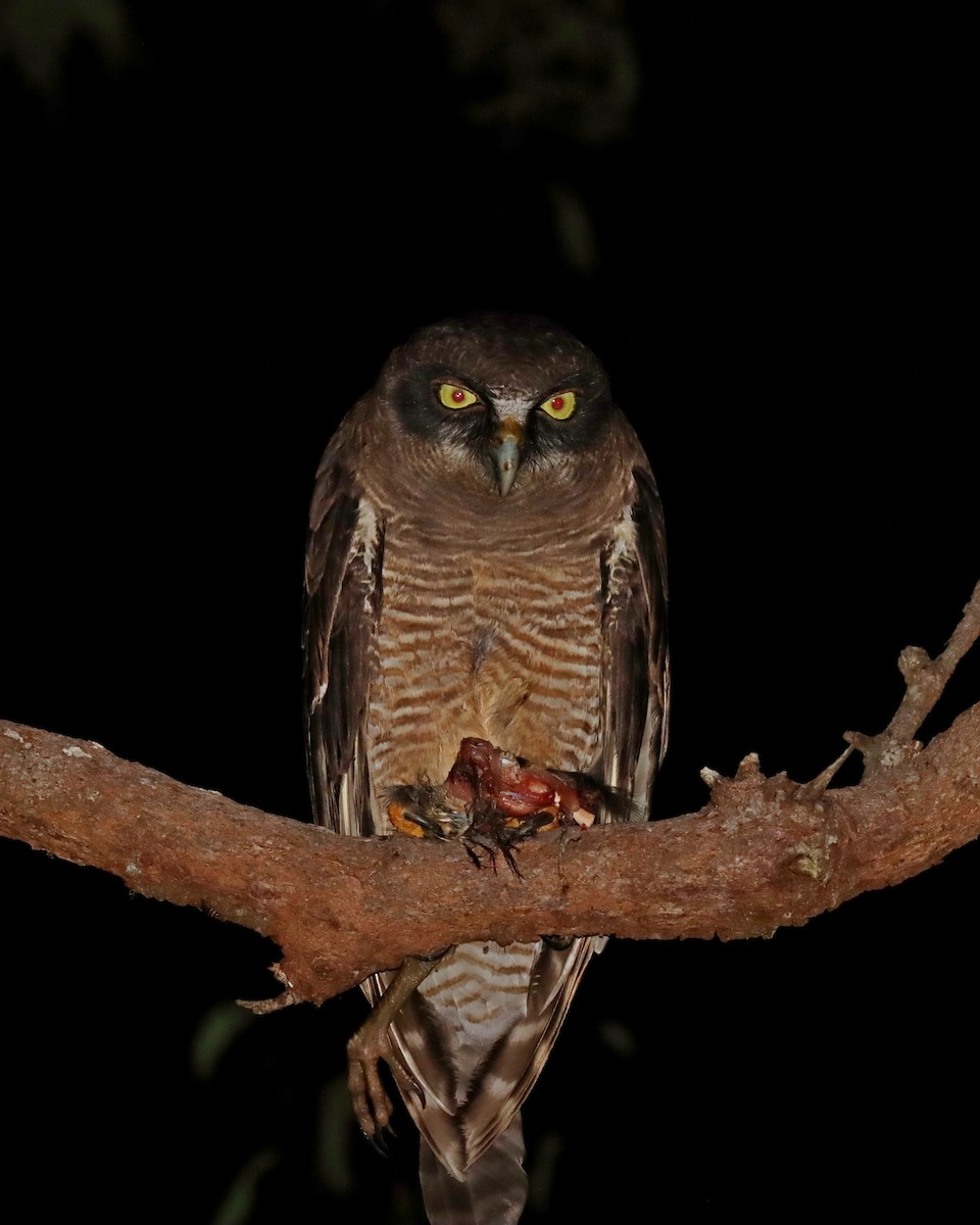 Rufous Owl - John Lowry