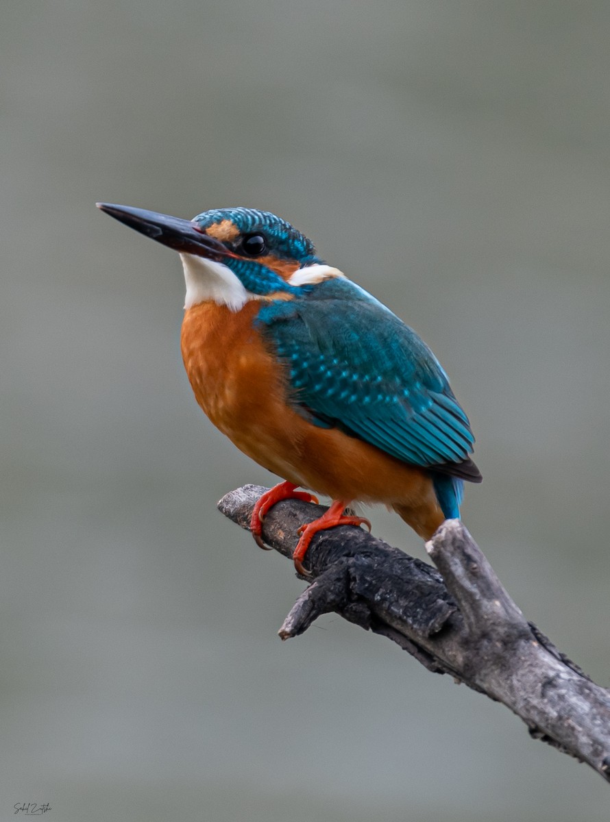 Common Kingfisher - Sahil 🐧