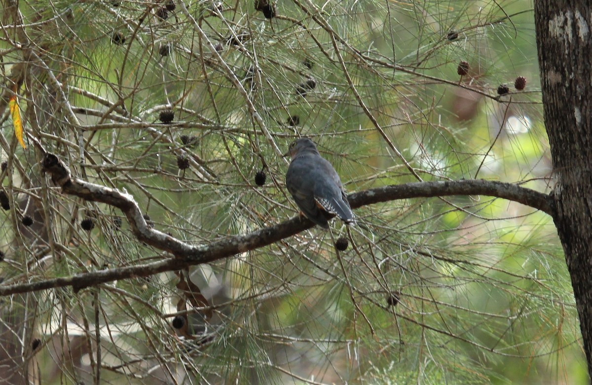Fan-tailed Cuckoo - ML418860371