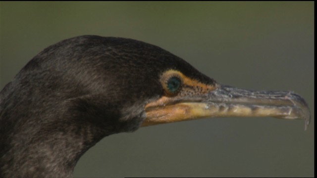 Double-crested Cormorant - ML418861