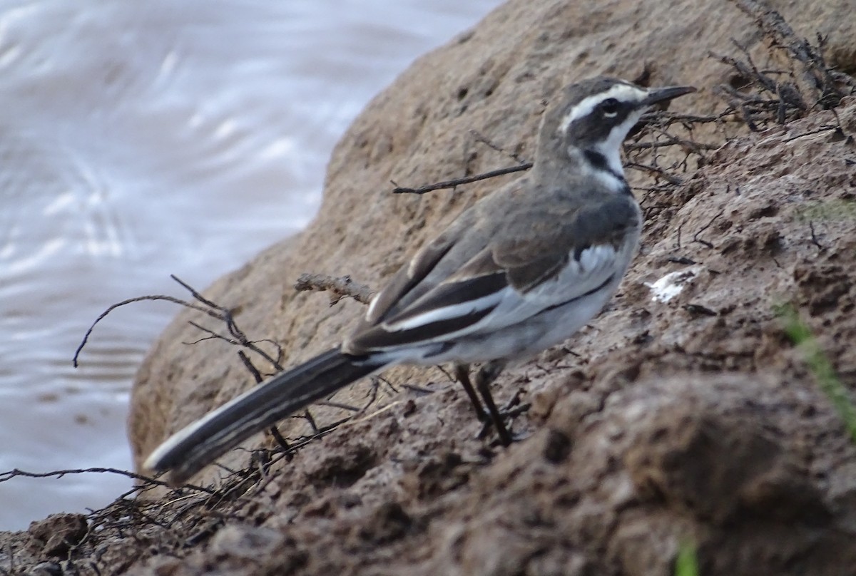 African Pied Wagtail - ML418864731
