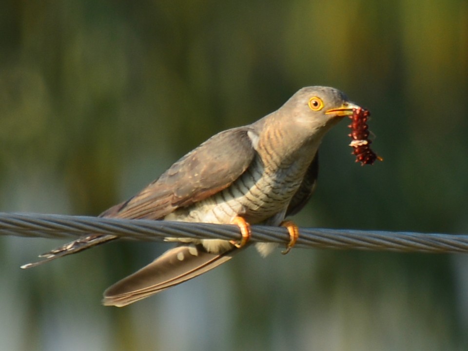Common Cuckoo - ML41887201