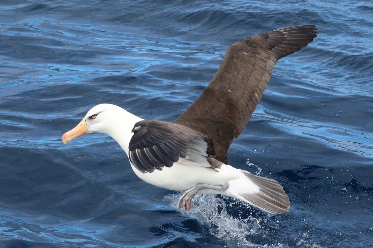 Albatros à sourcils noirs (impavida) - ML418873931