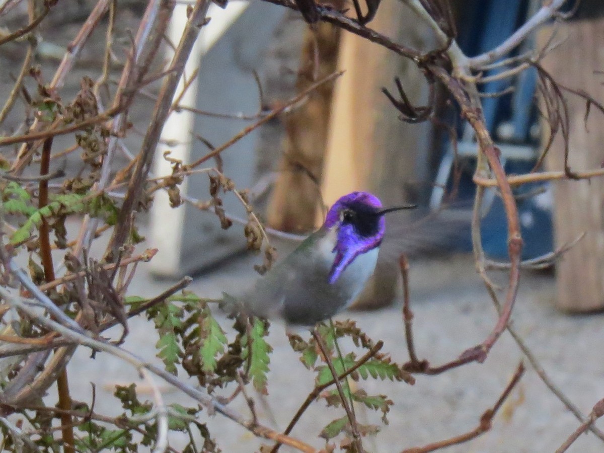 Costa's Hummingbird - ML418874561