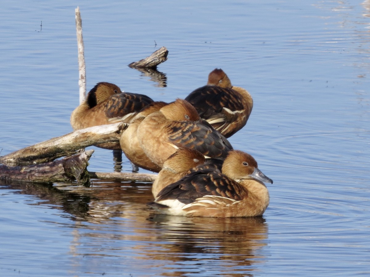 Fulvous Whistling-Duck - ML418878841