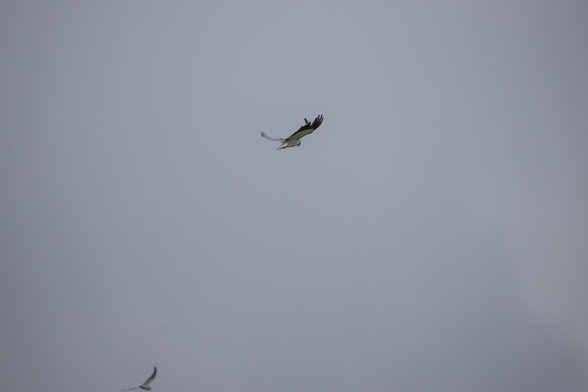 Black-winged Kite - ML418885431