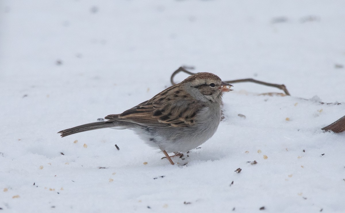 Chipping Sparrow - ML418886181