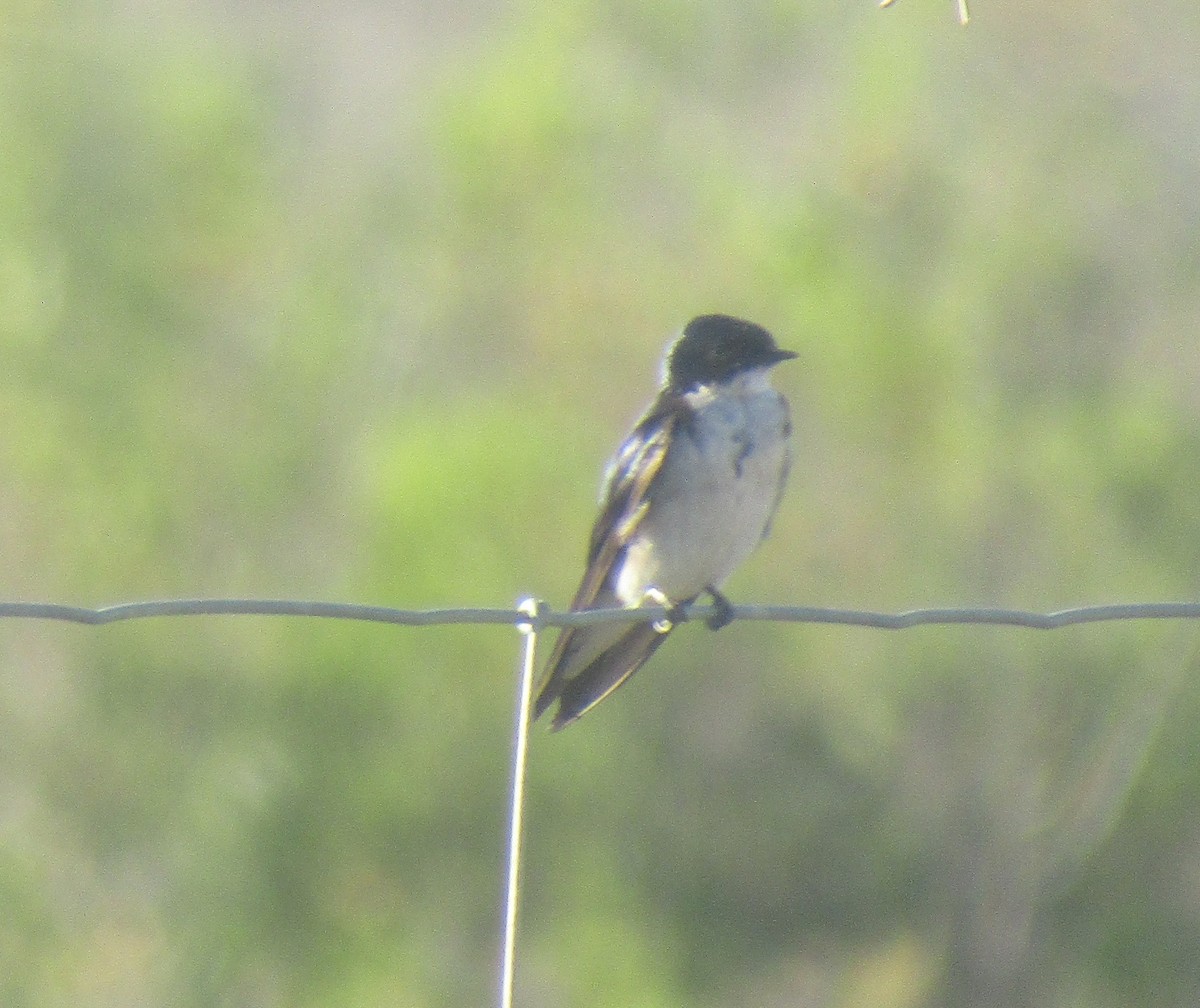 Pearl-breasted Swallow - ML418886791