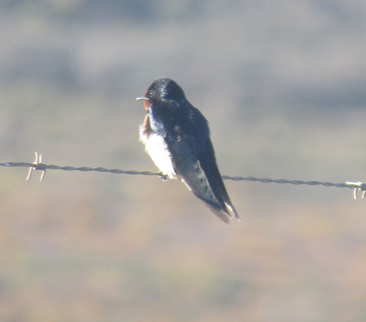 Barn Swallow (White-bellied) - ML418886851