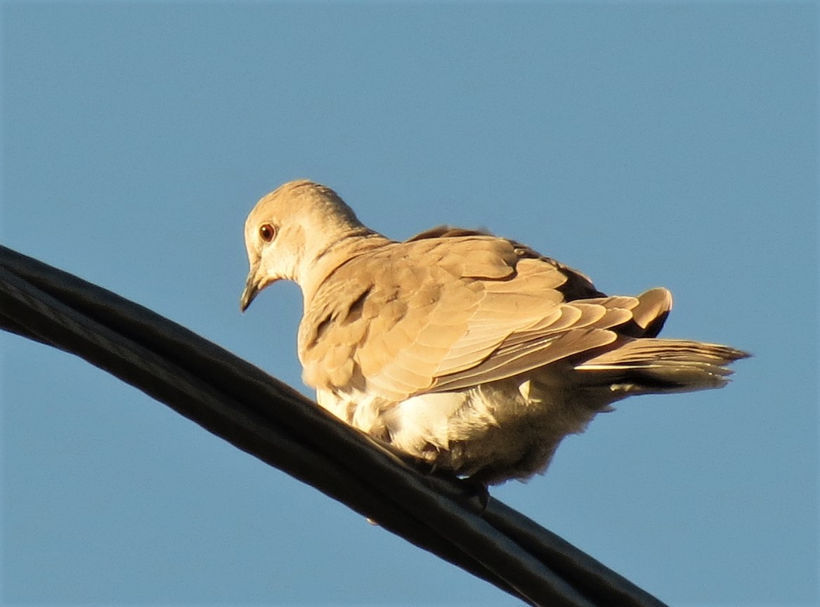 Eurasian Collared-Dove - Peter Blancher