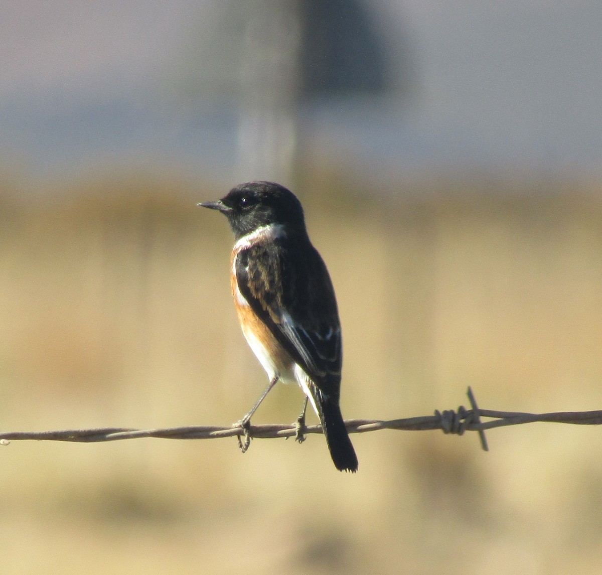 African Stonechat (African) - ML418888581