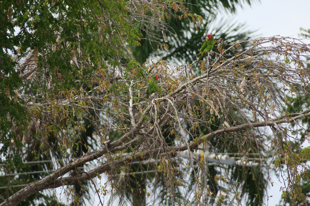 Red-masked Parakeet - ML418890211