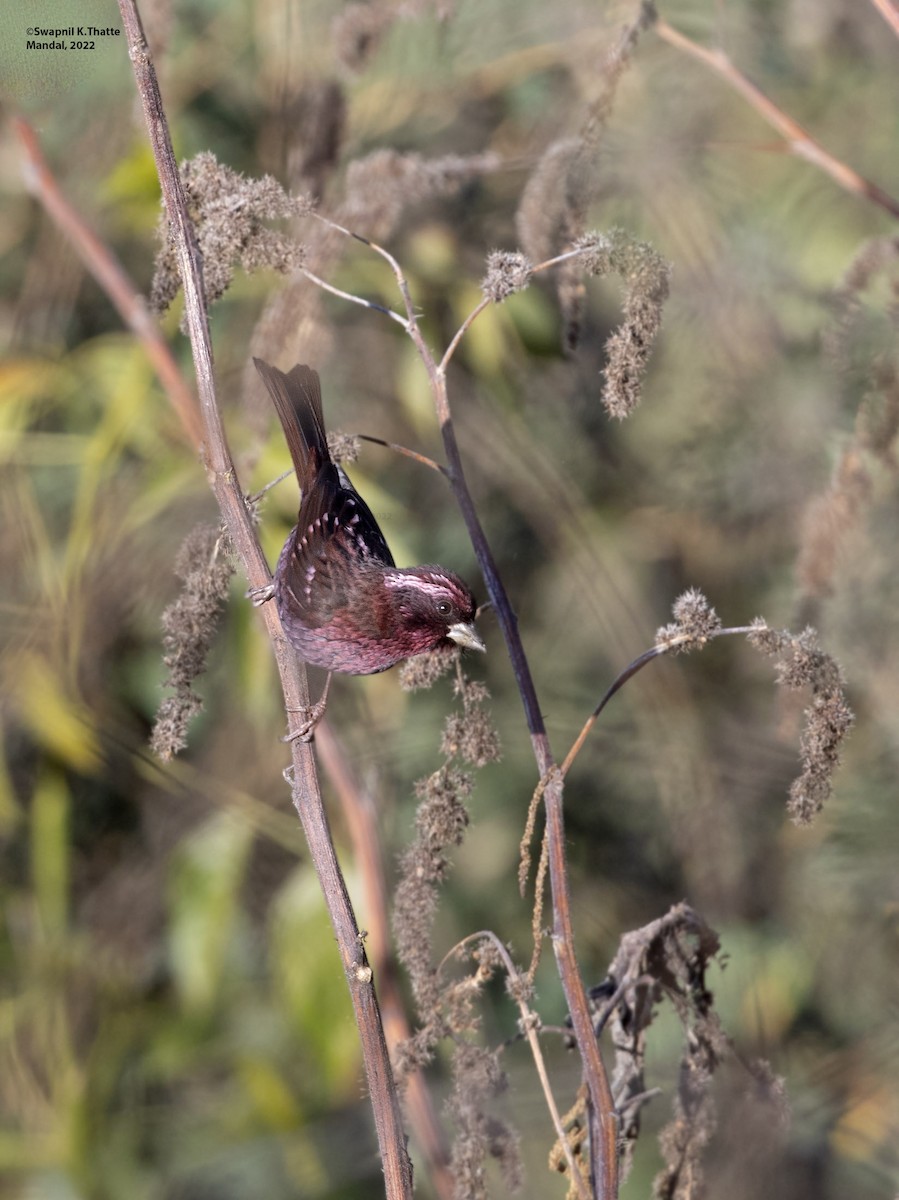 Spot-winged Rosefinch - Swapnil Thatte