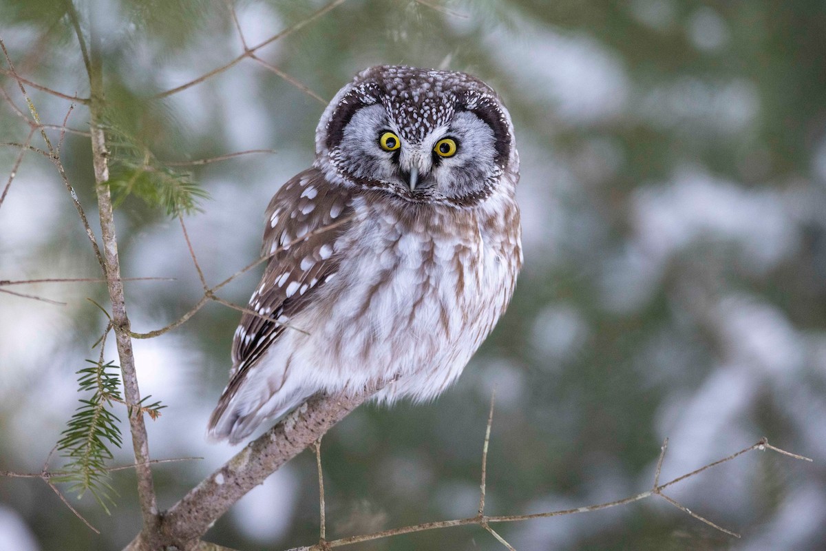 Boreal Owl - Mark Peck